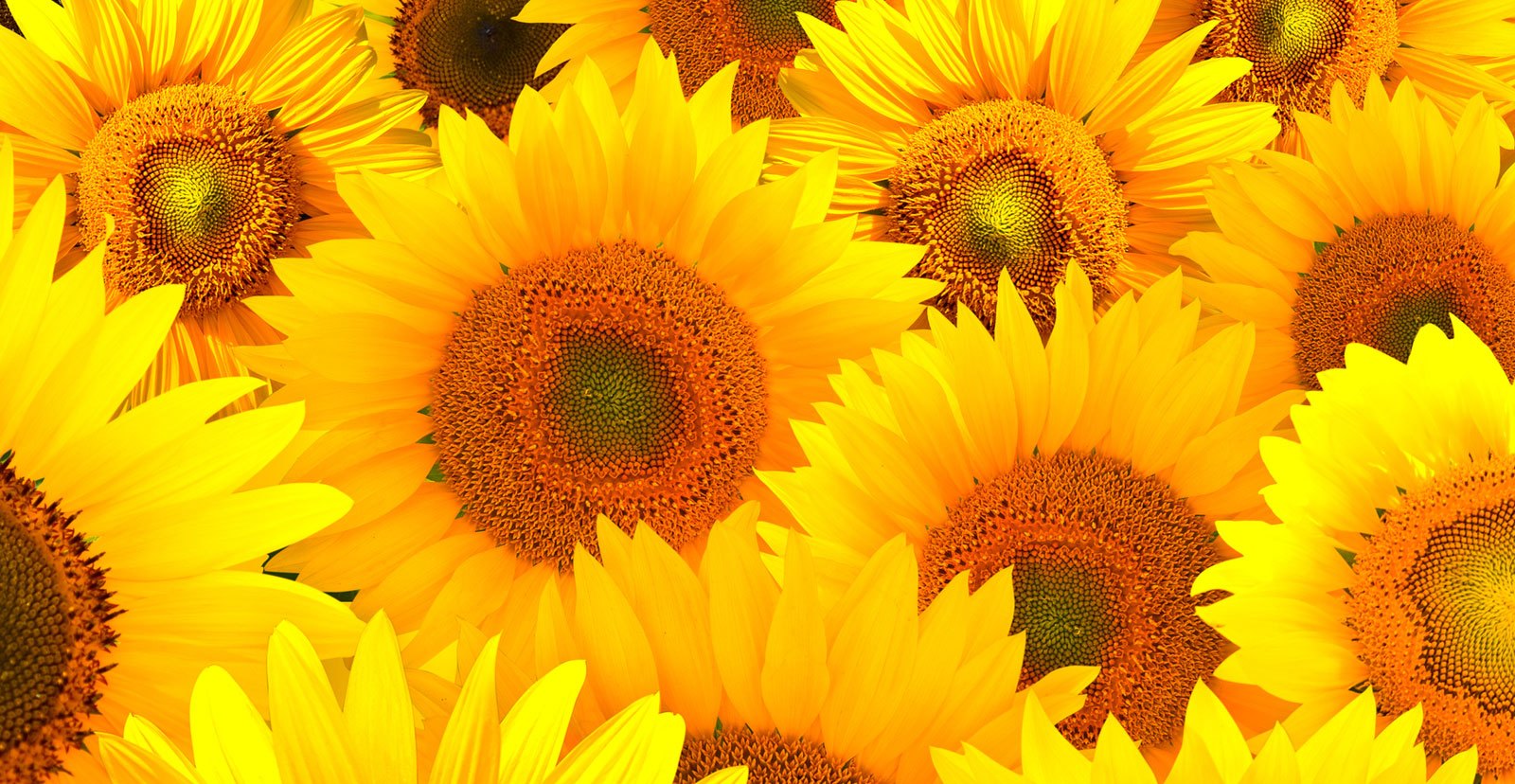 Collection of Sunflower Wallpaper download