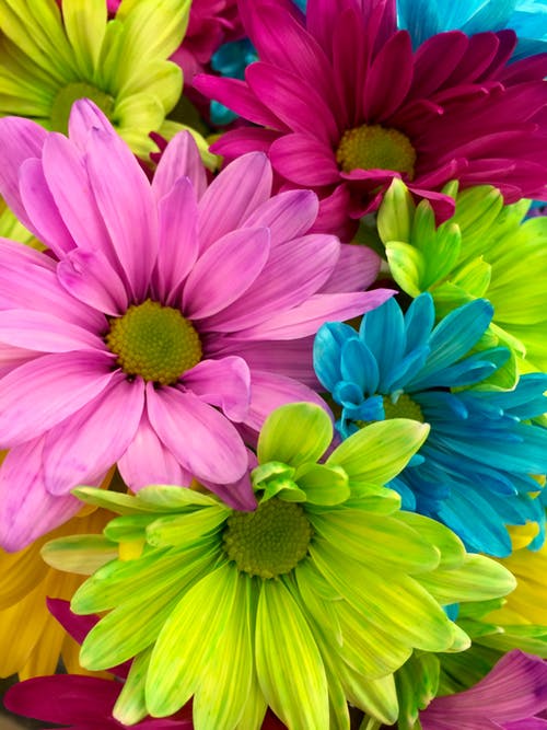 Colorful Flowers Wallpaper download