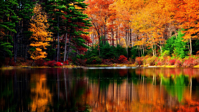 Colorful nature Trees Wallpaper download