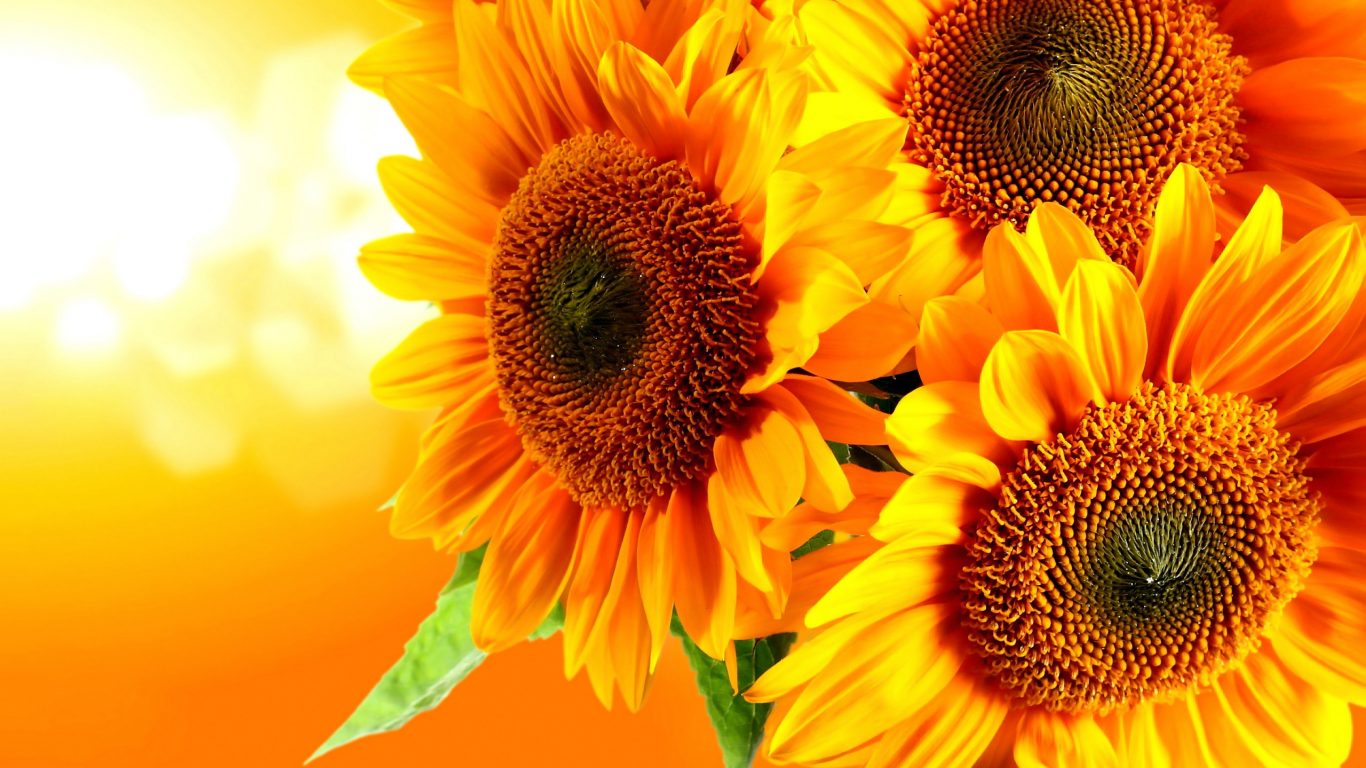Exotic sunflower Wallpaper HD free