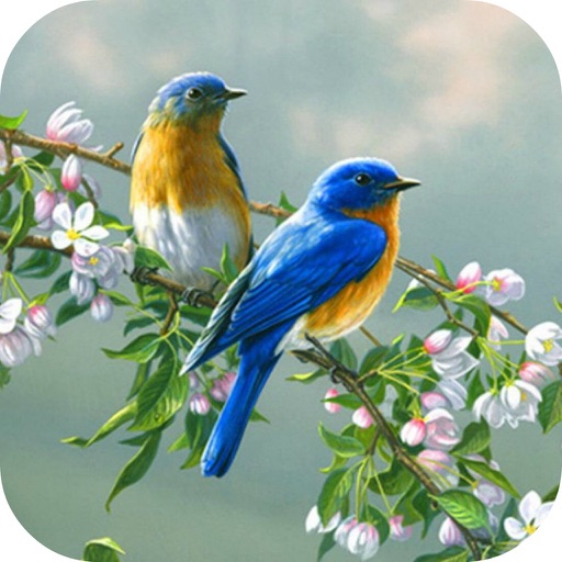 Birds latest images and wallpapers.2019 free download