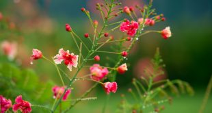 Beautiful flower images latest wallpapers free download