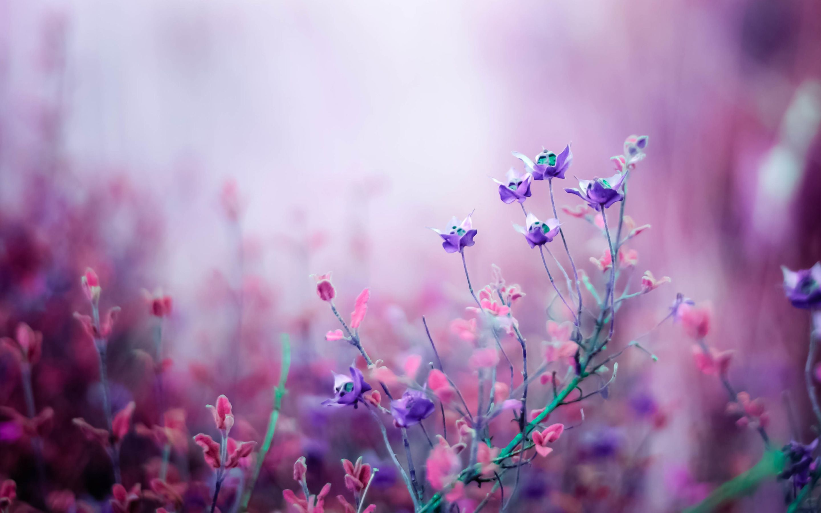 Beautiful flowers images wallpapers free download