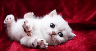 Cat images wallpapers free download