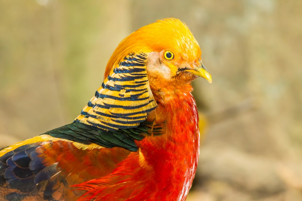 Beautiful Golden Pheasant image