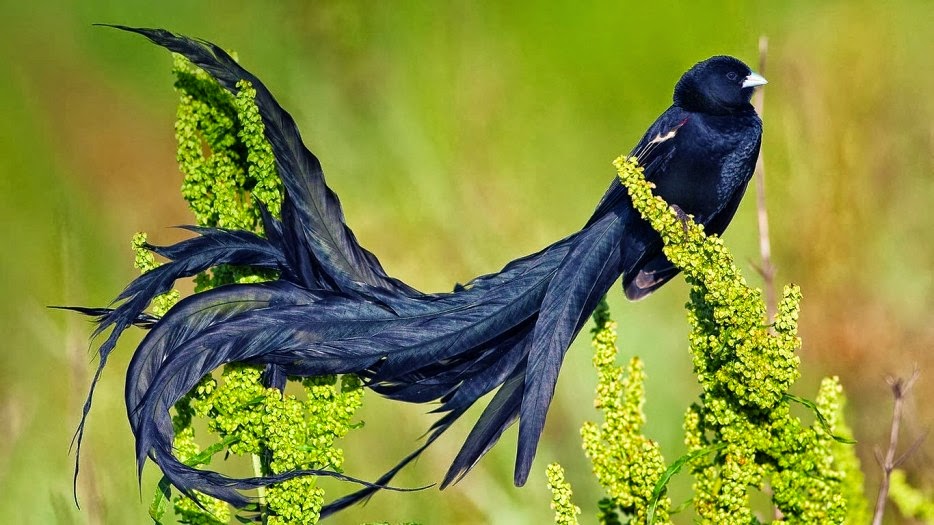 Black bird image