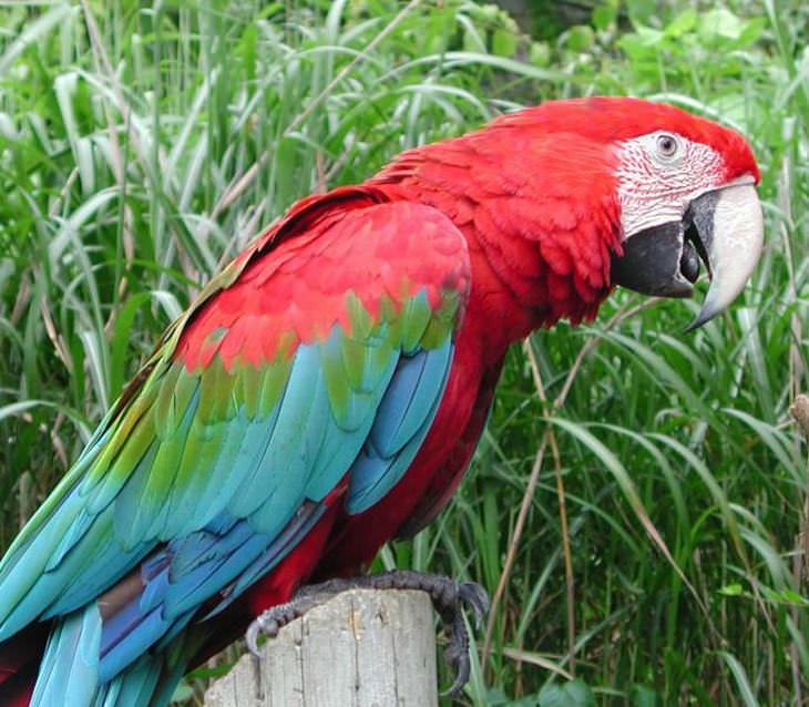 Parrot image