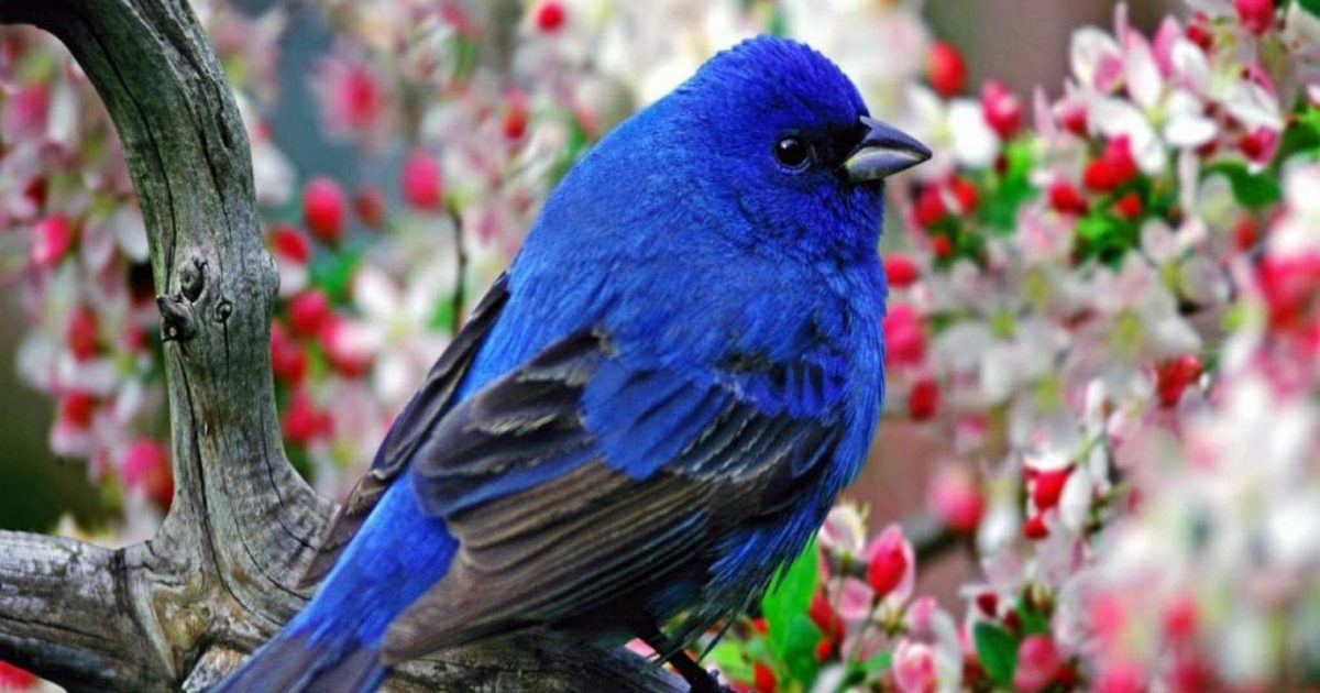 Very Beautiful bird image