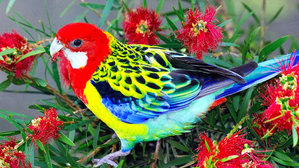 beautiful bird image