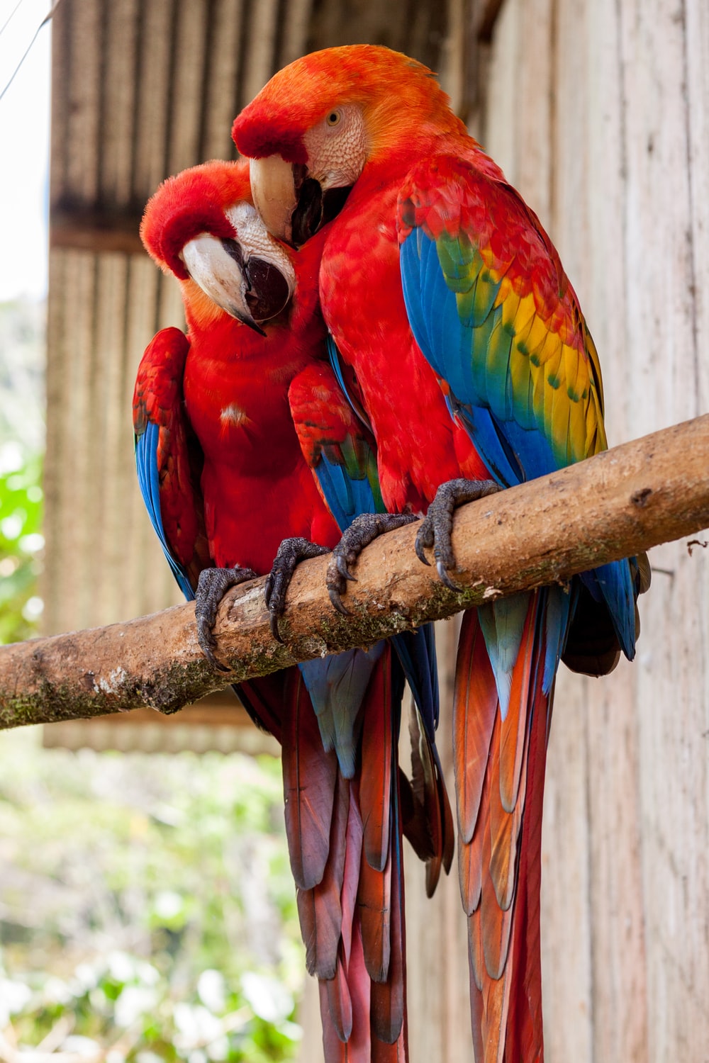 beautiful parrot picture