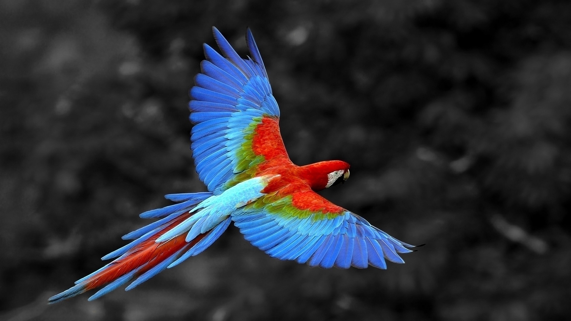colorful parrot image wallpaper