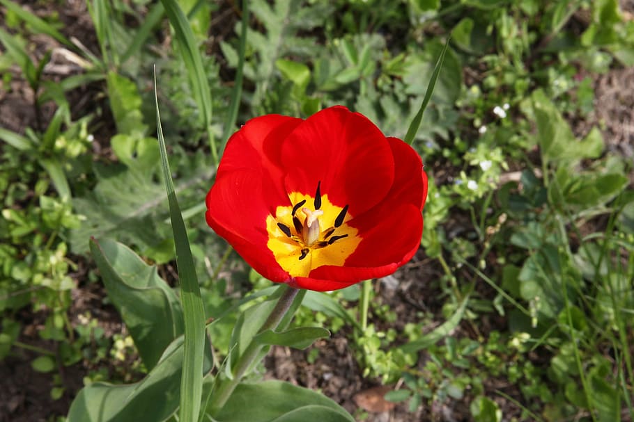 red flower tulip image